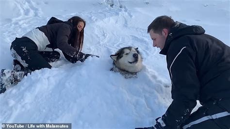 shane matthews malamutes.